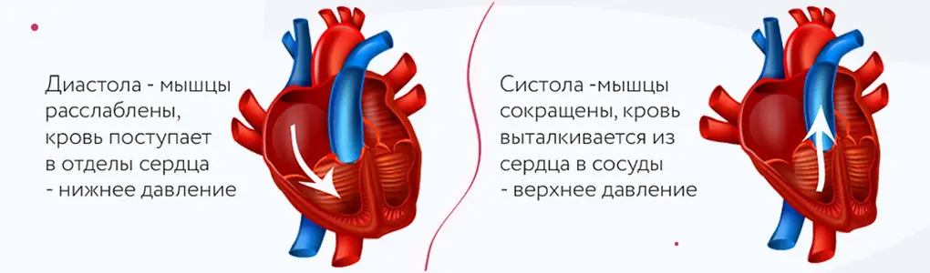 Особенности работы сердца